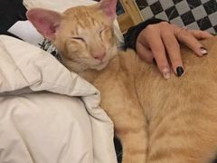 -豆老板的猫咖啡(碑林博物馆店)