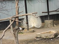 -成都动物园