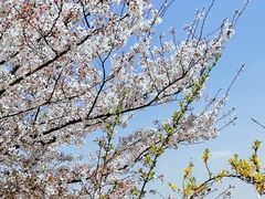 -樱花山风景区