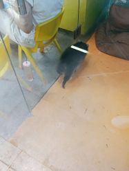 -神奇动物撸宠馆·羊驼·小浣熊·异宠(豫园店)