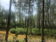 -合肥滨湖国家森林公园