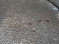 -新精武·少儿武术散打(繁花店)