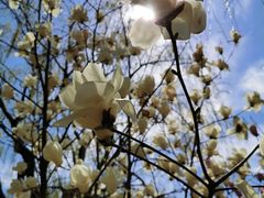 -大兴滨河森林公园