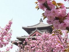 景点-西安青龙寺遗址景区