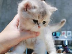 -70cat德文卷毛猫·缅因猫纯种猫舍