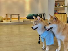 -南京Hallo宠物乐园·哈罗犬舍·柴犬繁育基地