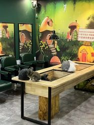 -神奇动物撸宠馆·羊驼·小浣熊·异宠(豫园店)