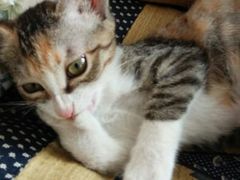 android_upload_pic-瑞派福兴宠物医院犬猫全科·骨科·中西医结合(河东店)