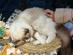 -季季红火锅(长沙步行街店)