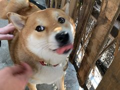 -柴犬高等学院·狗咖·柴犬售卖·宠物训练