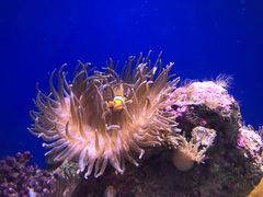 -悉尼海洋生物水族馆