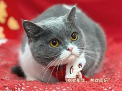 -囡的喵喵酱·萌宠生活馆·宠物洗护美容(胶州路店)