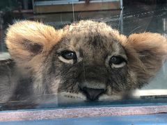 -大连森林动物园