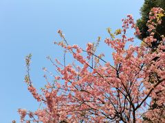 -南山植物园