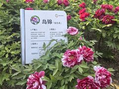 -太阳宫公园