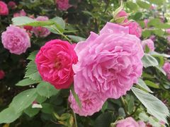 -小倩倩•鸡汤馄饨(江西路创始店)