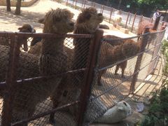 -大连森林动物园