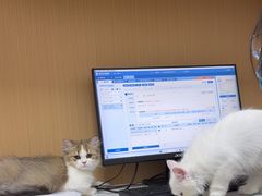 -瑞派康怡24h宠物医院·犬猫医疗中心·微创绝育(瑞景分院)