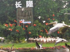 -广州长隆飞鸟乐园