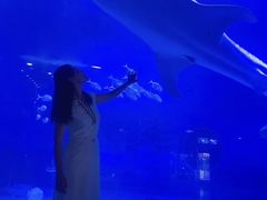 -烟台海昌鲸鲨海洋公园