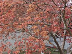 -九里河湿地公园