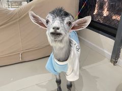 -怪兽屋·羊驼·猫咖·狗咖(俊华广场店)