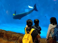 -华夏文旅海洋公园