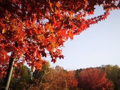 -香山公园