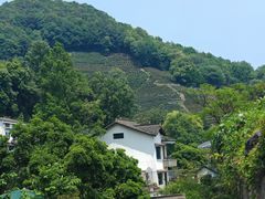-十八棵（老龙井）御茶园(老龙井店)