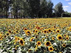 -长白岛森林公园