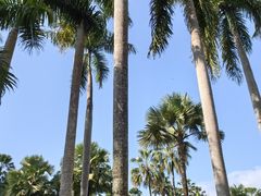 -西双版纳原始森林公园