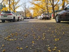 -三里屯东五街银杏大道