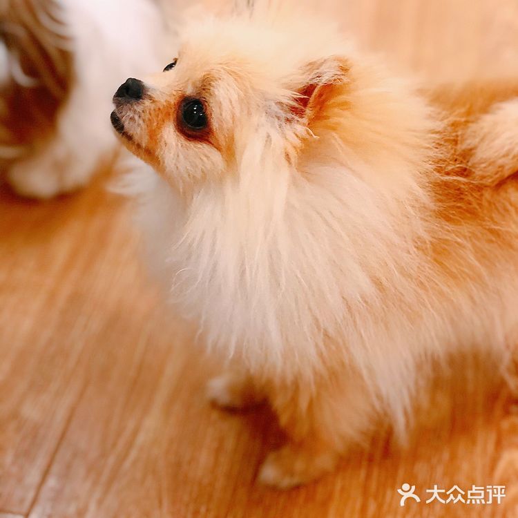 在这撸狗真是一种享受