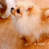 在这撸狗真是一种享受