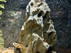 -上海海洋水族馆