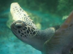 -广东惠东海龟国家级自然保护区