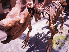 -陕西自然博物馆