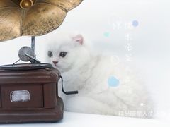 -糯米喵星人总部直营旗舰店·猫舍·幼猫出售