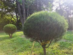 -东莞植物园