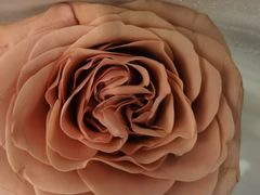 -哈根达斯(南京德基广场店)