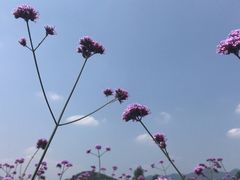 -北京东方普罗旺斯薰衣草庄园