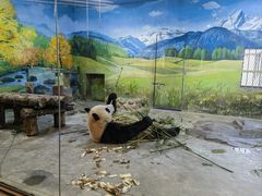 -上海野生动物园