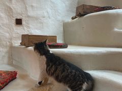 -Sirena海妖日咖夜酒