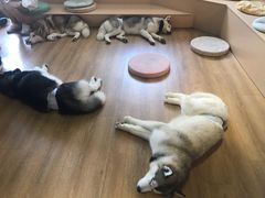 -Husky Go! 哈士奇体验馆·宠物咖啡厅狗咖