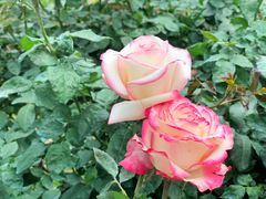 -人民公园(罗湖区)