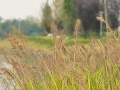 -两河城市森林公园