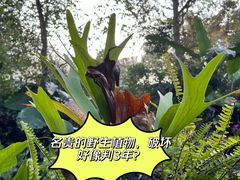 -野象谷景区