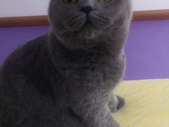 -宠爱国际动物医院· 猫科· 外科·中兽医(长白店)