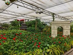 -南宫五洲植物乐园