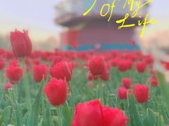 -北京国际鲜花港